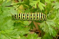 Papilio machaon