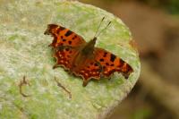 Polygonia c-album