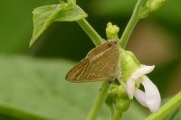 Lampides boeticus