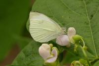 Pieris mannii