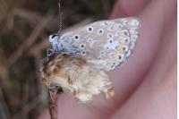 Polyommatus icarus