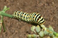 Papilio machaon