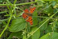 Polygonia c-album