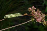 Papilio machaon
