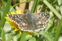 Pyrgus armoricanus