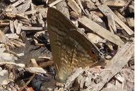 Lampides boeticus