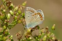 Polyommatus icarus