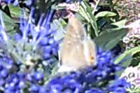 Satyrium w-album
