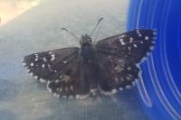 Pyrgus armoricanus