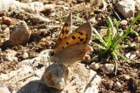 Lycaena phlaeas