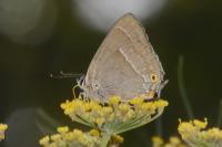 Quercusia quercus
