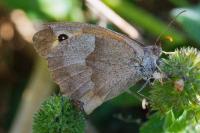 Maniola jurtina