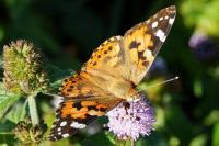 Vanessa cardui