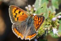 Lycaena phlaeas