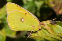 Colias crocea