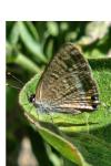 Lampides boeticus
