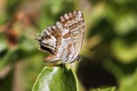 Cacyreus marshalli