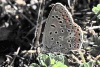 Lysandra bellargus