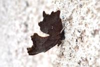 Polygonia c-album