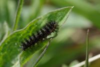 Melitaea phoebe
