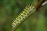 Papilio machaon
