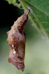 Polygonia c-album