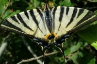 Iphiclides podalirius