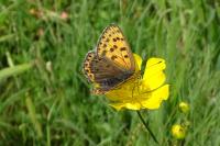 Lycaena tityrus