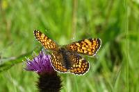 Melitaea phoebe