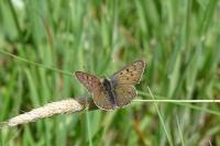 Lycaena tityrus
