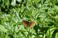 Araschnia levana
