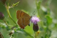 Thecla betulae