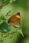 Thecla betulae