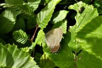 Satyrium ilicis