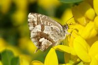 Cacyreus marshalli