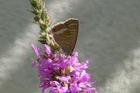 Lampides boeticus