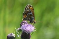 Melitaea parthenoides