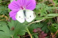 Pieris rapae