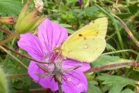 Colias crocea