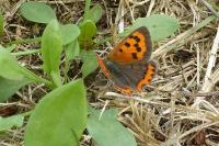 Lycaena phlaeas