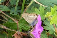 Lampides boeticus