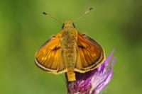 Ochlodes sylvanus