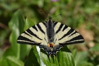 Iphiclides podalirius