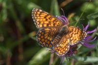 Melitaea phoebe