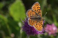 Melitaea cinxia
