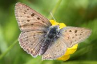 Lycaena tityrus