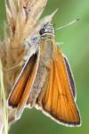 Thymelicus sylvestris