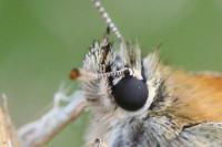 Thymelicus sylvestris