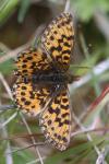 Boloria dia