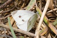 Pieris rapae